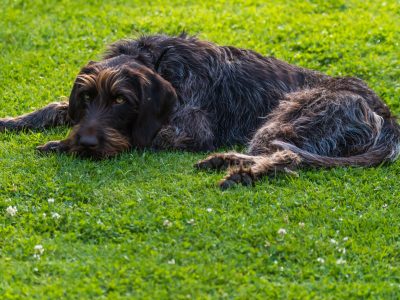 AGROTURYSTYKA TASZÓWKA