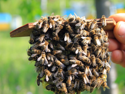 GOSPODARSTWO AGROTURYSTYCZNE WE MŁYNIE