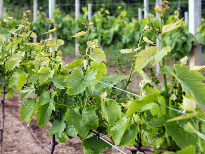 GOSPODARSTWO AGROTURYSTYCZNE WE MŁYNIE