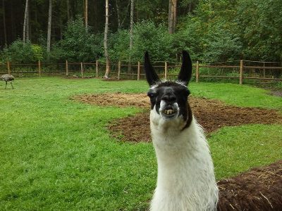 GOSPODARSTWO AGROTURYSTYCZNE POD SOŚLINĄ