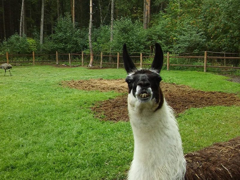 GOSPODARSTWO AGROTURYSTYCZNE POD SOŚLINĄ