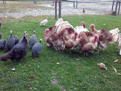 GOSPODARSTWO AGROTURYSTYCZNE POD SOŚLINĄ