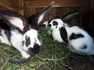 GOSPODARSTWO AGROTURYSTYCZNE POD SOŚLINĄ