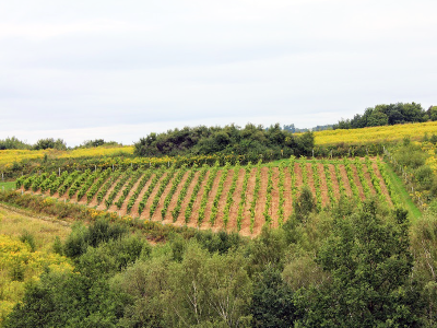 GOSPODARSTWO AGROTURYSTYCZNE WE MŁYNIE