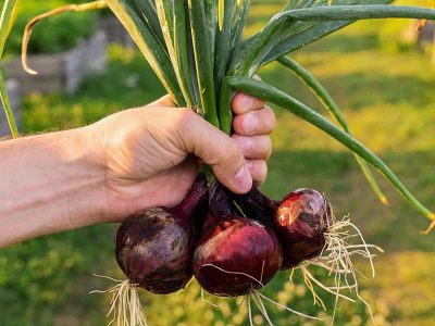 ZAGRODA SZCZĘŚLIWYCH ZWIERZĄT