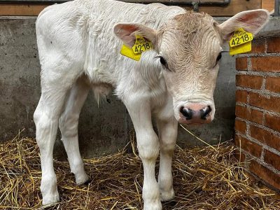 ZAGRODA SZCZĘŚLIWYCH ZWIERZĄT