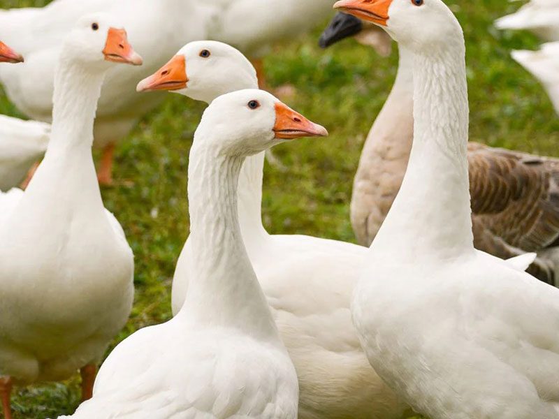 ZAGRODA SZCZĘŚLIWYCH ZWIERZĄT