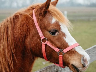 ZAGRODA SZCZĘŚLIWYCH ZWIERZĄT