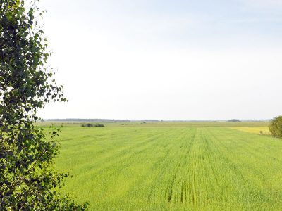SIEDLISKO BOROWIKOWA CHATA