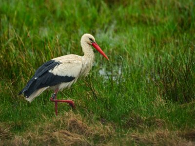 SIEDLISKO BOROWIKOWA CHATA