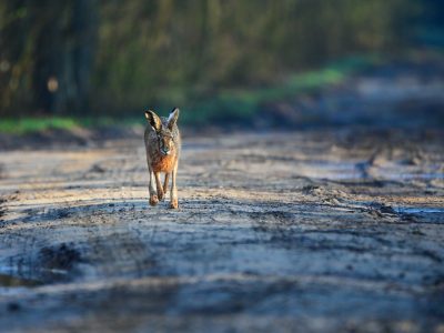 SIEDLISKO BOROWIKOWA CHATA