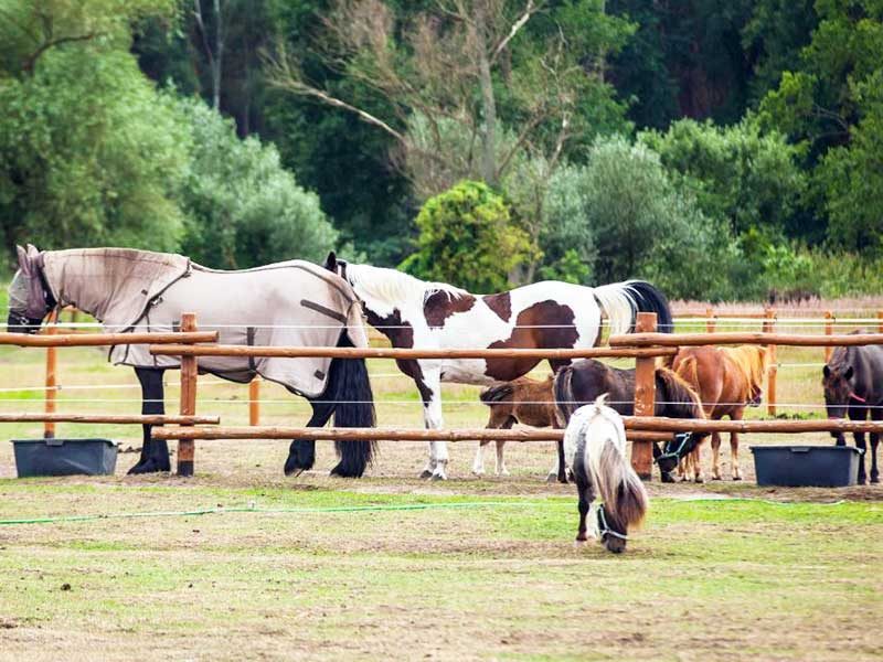 „FENIKS” AGRO & SPA