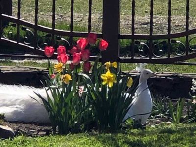 „FENIKS” AGRO & SPA