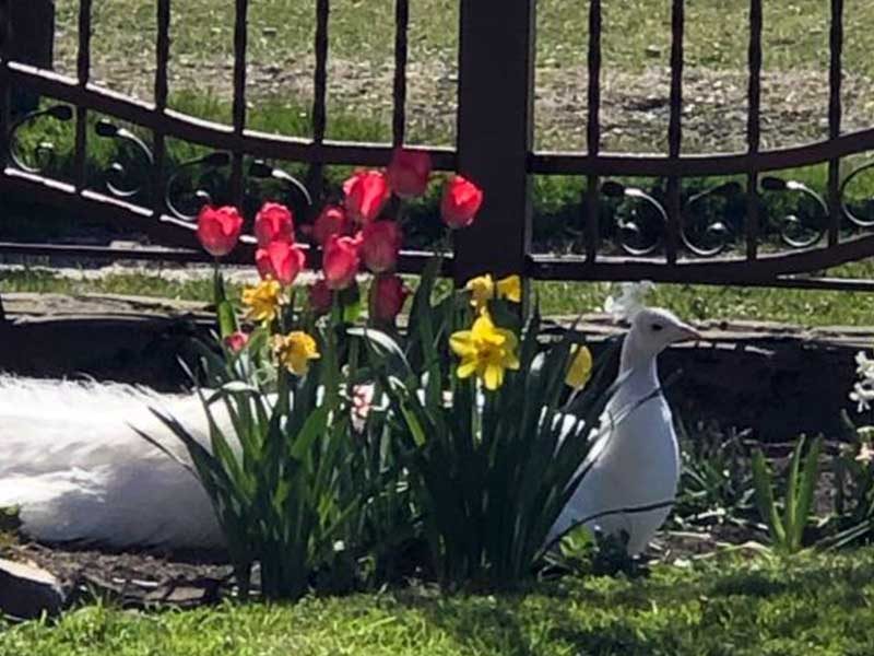 „FENIKS” AGRO & SPA