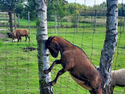 AGROTURYSTYKA POD ROŚCIUSZKIEM