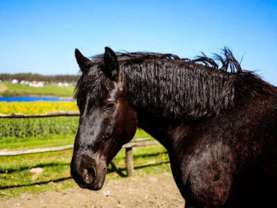 AGROTURYSTYKA U RYCHERTÓW