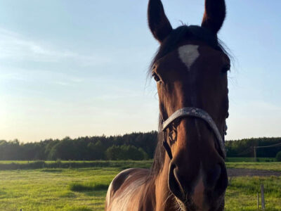 AGROTURYSTYKA RUKŁAWKI WASILEWSCY