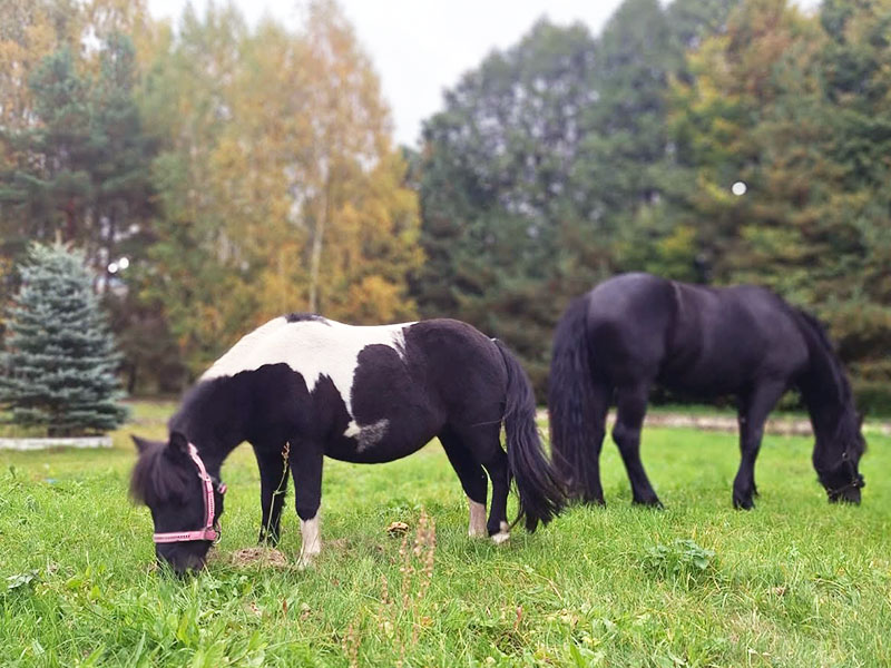 ZAJAZD NAD ZALEWEM DZIBICE PENSJONAT AGROTURYSTYKA
