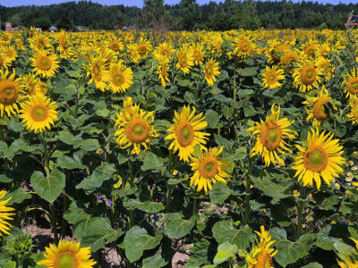 AGROTURYSTYKA W OTULINIE PUSZCZY KOZIENICKIEJ