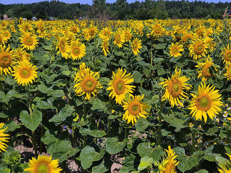 AGROTURYSTYKA W OTULINIE PUSZCZY KOZIENICKIEJ