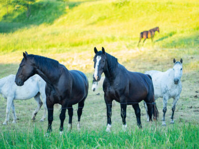 AGROTURYSTYKA NA WZGÓRZU