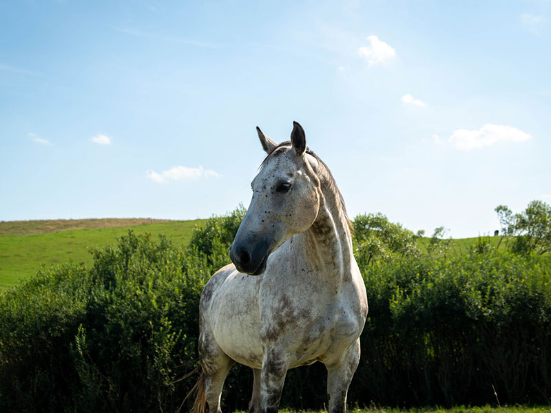 AGROTURYSTYKA NA WZGÓRZU