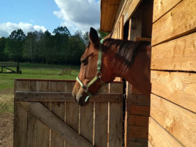 AGROTURYSTYKA KOCI GRZBIET