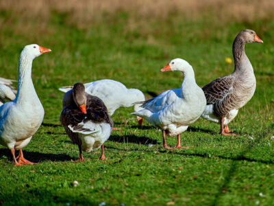 AGROTURYSTYKA SÓJKOWY ZAKĄTEK