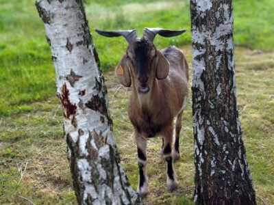 AGROTURYSTYKA SÓJKOWY ZAKĄTEK
