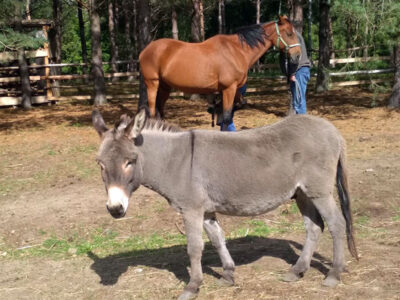 AGROTURYSTYKA KOCI GRZBIET