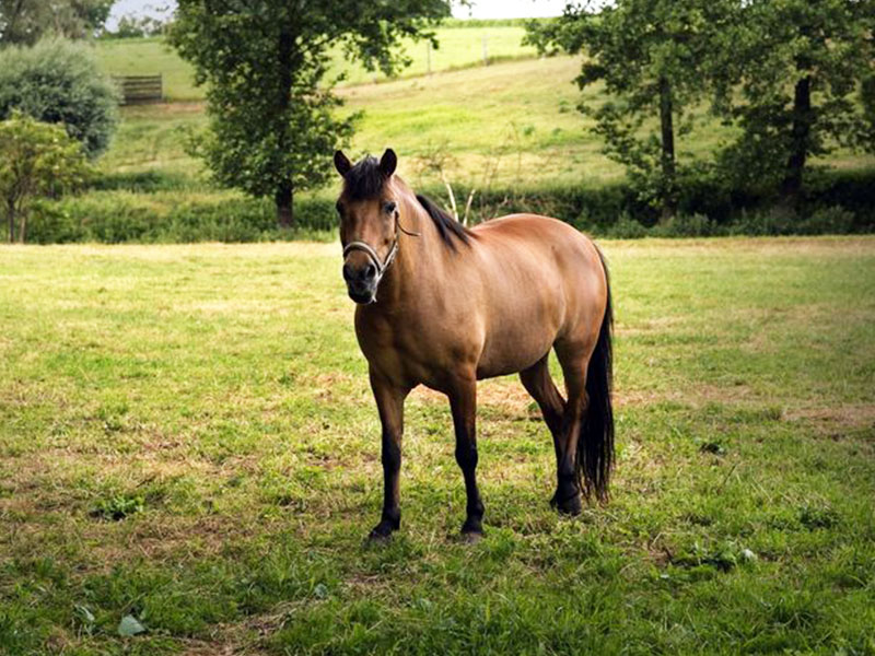 GOSPODARSTWO AGROTURYSTYCZNE DWOREK JANOWICKI