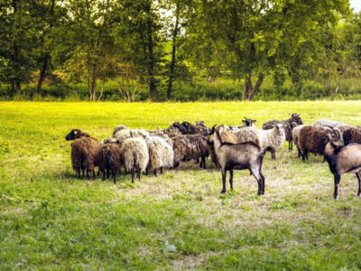 GOSPODARSTWO AGROTURYSTYCZNE DWOREK JANOWICKI