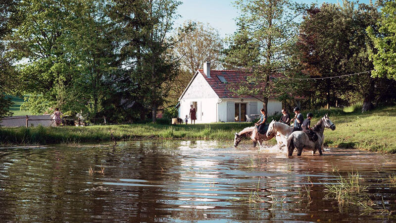 Agro Pustelnik Konie