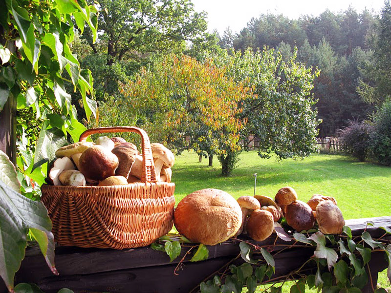 AGROTURYSTYKA RAJSKIE SIEDLISKO