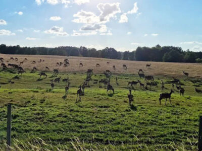 GOSPODARSTWO AGROTURYSTYCZNE U MAGDY