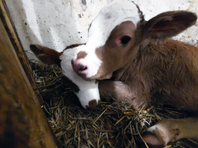 GOSPODARSTWO ROLNO-AGROTURYSTYCZNE BIERNA
