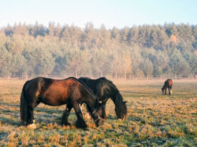 GOSPODARSTWO AGROTURYSTYCZNE STANICA KRESOWA