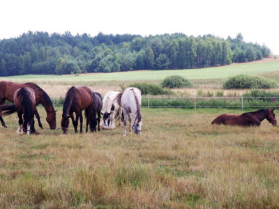 GOSPODARSTWO AGROTURYSTYCZNE STANICA KRESOWA