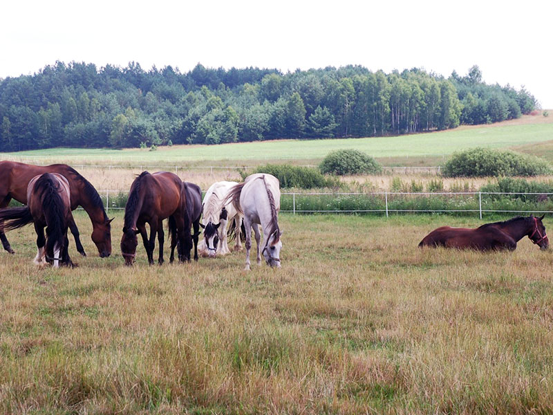 GOSPODARSTWO AGROTURYSTYCZNE STANICA KRESOWA