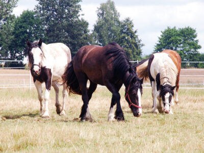 GOSPODARSTWO AGROTURYSTYCZNE STANICA KRESOWA