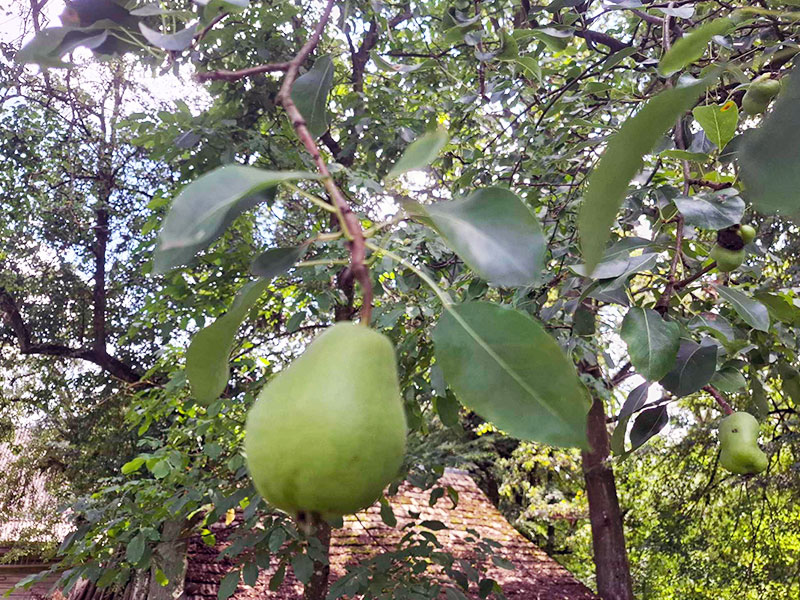 AGROTURYSTYKA PRZY RAJSKIM SADZIE