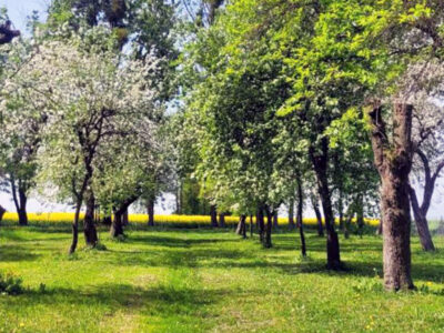 AGROTURYSTYKA PRZY RAJSKIM SADZIE