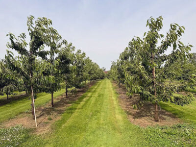 AGROTURYSTYKA CZEREŚNIOWY ZAKĄTEK