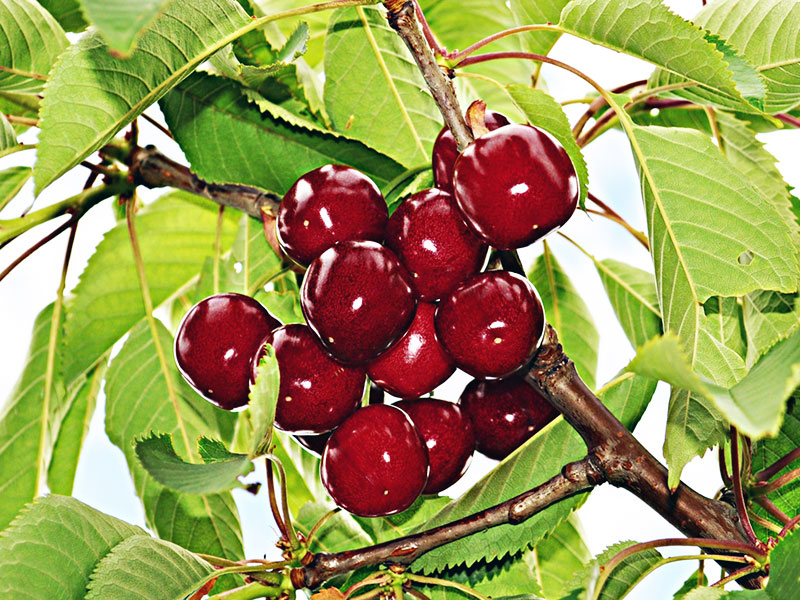 AGROTURYSTYKA CZEREŚNIOWY ZAKĄTEK